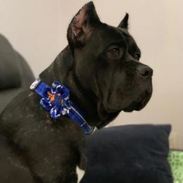 Cane Corso Puppies from Far From Average Kennels