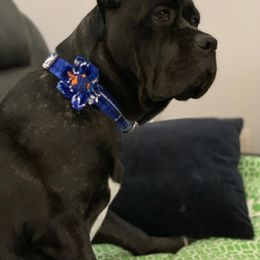 Cane Corso Puppies from Far From Average Kennels