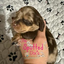 Dapple gal - Chocolate and cream female Dachshund puppy in Mt. Pleasant, Texas from The Spotted Doxie
