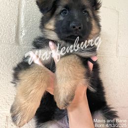 Black collar - Black and red male German Shepherd puppy in Linden, Tennessee from Warfenburg
