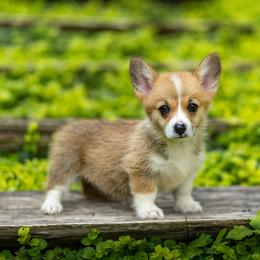 Destiny - Red female Pembroke Welsh Corgi puppy in Narvon, Pennsylvania from Corgi Companions