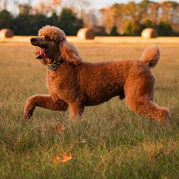 Simba - Poodle