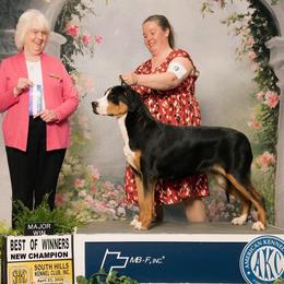 Reason - Greater Swiss Mountain Dog