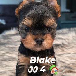 Yorkshire Terrier puppies from Luxe Yorkshire Terriers