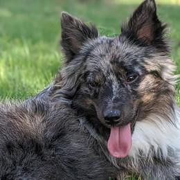 Aussiedoodles, Miniature Australian Shepherds, Pomeranians, and Toy Australian Shepherds from SBA Aussies