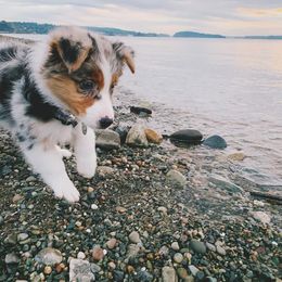 Australian Shepherd and Catahoula Leopard Dog Puppies from Forte Australian Shepherds & Co.