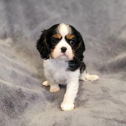 Bandit - Tri-color male Cavalier King Charles Spaniel puppy in Cresthill, Illinois from KonopkaKennelsLLC