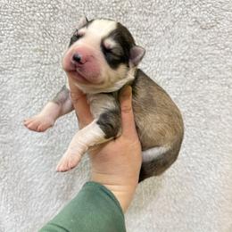 Ika - Gray and white female Siberian Husky puppy in Lunenburg, Vermont from SNOW WOOLY HUSKY