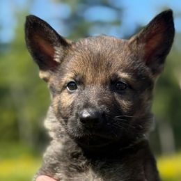 Yellow collar - Sable female German Shepherd puppy in Canterbury, Connecticut from Nachtwaechter German Shepherds, LLC