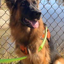 German Shepherds from Megan fruge