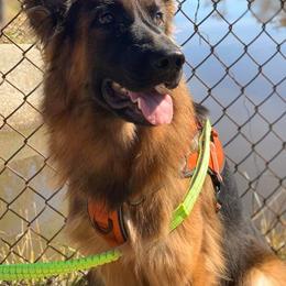 German Shepherds from Megan fruge