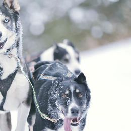 Alaskan Huskies from Sage Mountain Sled Dogs
