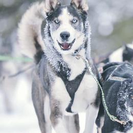 Alaskan Huskies from Sage Mountain Sled Dogs