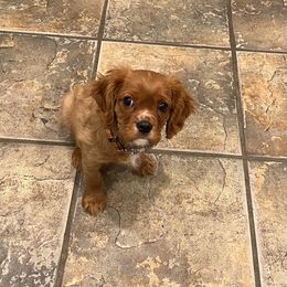 Cavalier King Charles Spaniel Puppies from Cavi Cutie Collective