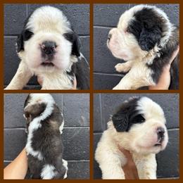 Brown - Mahogany and white male Saint Bernard puppy in Ladysmith, Wisconsin from Northwoods Saint Bernards