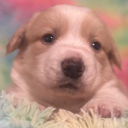 Pierogi - Red and white male Cardigan Welsh Corgi puppy in Princeton, Texas from Fable Cardigan Welsh Corgis