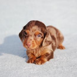 AKC Whiskey - Dapple male Dachshund puppy in Billings, Missouri from Bundles of Joy