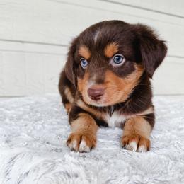 Hershey - Red tri male Toy Australian Shepherd puppy in Pollok, Texas from Pineywoods Pups