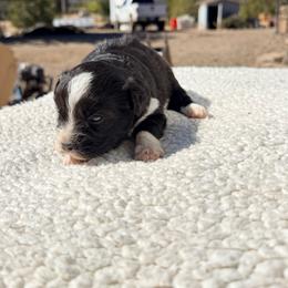 Gigi - Black tri female Miniature Australian Shepherd puppy in Lakeport, California from Akins Aussies/Wild Rose Ranch