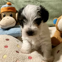 Assorted Doodle Crosses, Double Doodle, Maltipoo, Morkie, and Yorkipoo Puppies from Danza Bolo