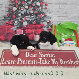 Elvis - Black male Double Doodle puppy in Prescott Valley, Arizona from Ramirez Family Doodles