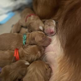 Vortex - Dark golden male Golden Retriever puppy in Beaverdam, Virginia from Red Ridge Retrievers