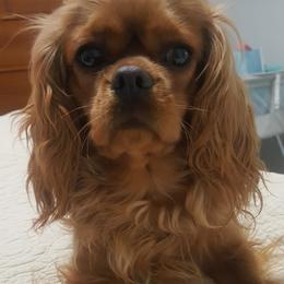 Cavalier King Charles Spaniels and Cavapoos from Terrace Cavaliers and Cavapoo’s