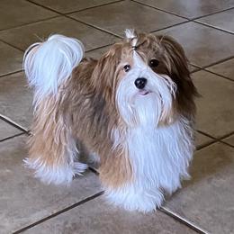 Ember - Havanese