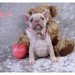 Ivy - Liver female French Bulldog puppy in Denison, Texas from Lovemyfrenchies – Stoddard Frenchbulldog's