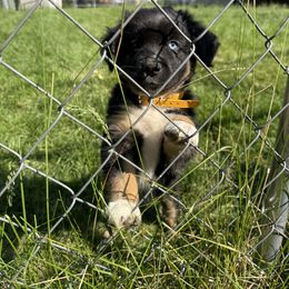 Zeus - Black tri male Miniature Australian Shepherd puppy in Westminster, Massachusetts from Smokin Gun Aussies