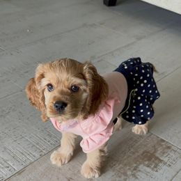 Cavalier King Charles Spaniel and Cocker Spaniel Puppies from Ray of Sunshine Spaniels LLC