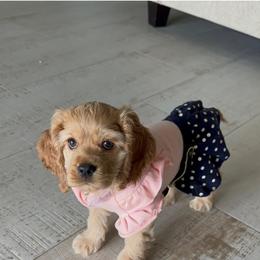 Cavalier King Charles Spaniel and Cocker Spaniel Puppies from Ray of Sunshine Spaniels LLC