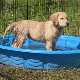 Golden Retriever Puppies from Stellar Acres Golden Retrievers