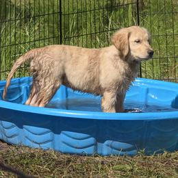 Golden Retriever Puppies from Stellar Acres Golden Retrievers