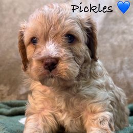 Cavapoo and French Bulldog Puppies from Ponderosa Frenchies and Cavapoo’s