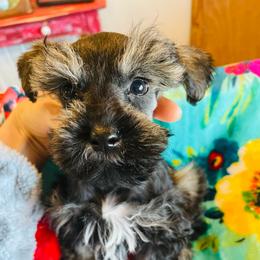 Salt and pepper 1 - Salt and pepper male Miniature Schnauzer puppy in Malvern, Arkansas from Deep South Miniature Schnauzers