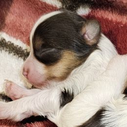 Boy 1 - Chocolate tan and white male Biewer Terrier puppy in Dayton, Ohio from BiewerHeart Yorkies