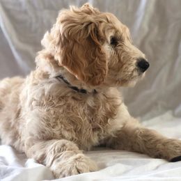 Goldendoodle Puppies from Penny Doodles