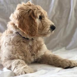 Goldendoodle Puppies from Penny Doodles