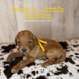 Peppermint - Apricot female Goldendoodle puppy in Houston, Texas from Golden Life Doodles