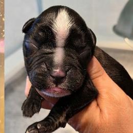 Reverse Brindle boy 7 - Brindle male Boxer puppy in Red Boiling Springs, Tennessee from Silver Rain
