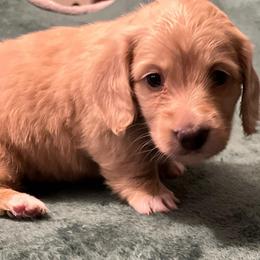 Sunday - Cream female Dachshund puppy in Arp, Texas from Barksalot Dachshunds