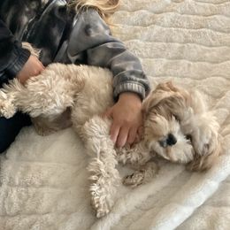 Daisy - Maltipoo