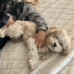 Daisy - Maltipoo