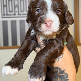 Boy 3 - Chocolate male Australian Labradoodle puppy in Valley Springs, California from Blue Denim Doodles