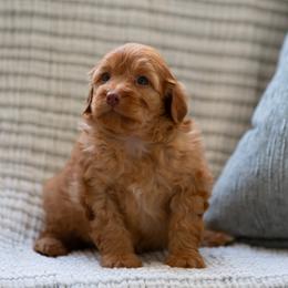 Thor - Apricot male Aussiedoodle puppy in Jacksonville, Florida from Lolo’s Aussiedoodle