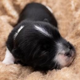 Elsa - Black and white female Havanese puppy in Hendersonville, North Carolina from Grayfinn House