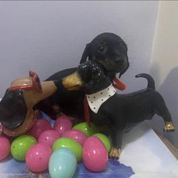 Valentina - Black and tan female Dachshund puppy in New York, New York from Sausagedog-NYC