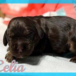 Celia - Brown and tan female Cocker Spaniel puppy in Clinton, Oklahoma from Enchanted Spaniels