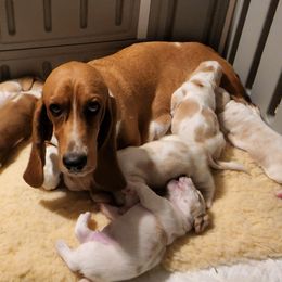 Peaches - Basset Hound